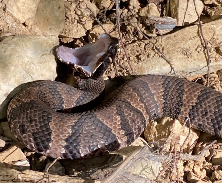 Cottonmouth"